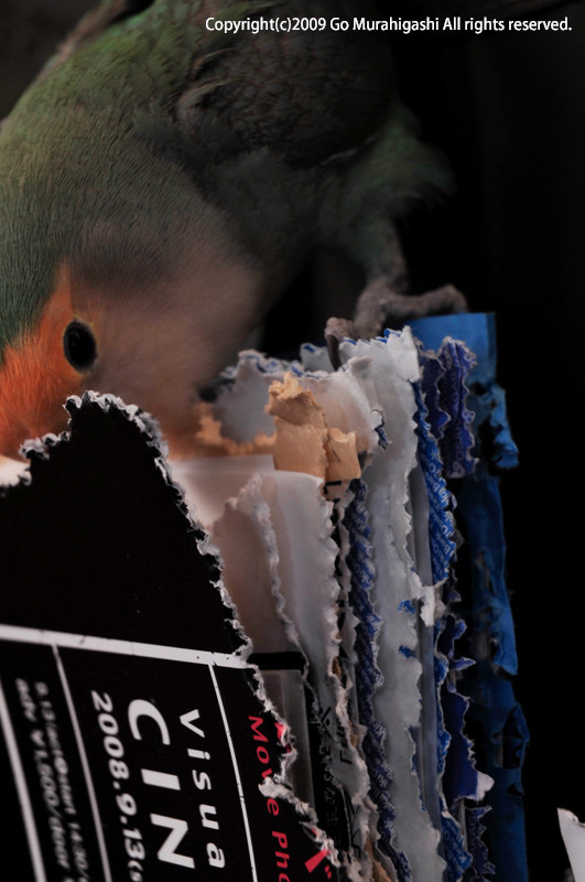f:id:photosgo:20090113025559j:image:h400:right