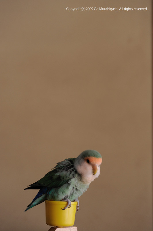 f:id:photosgo:20090115235510j:image:h400:left f:id:photosgo:20090115235510j:image:h400:left