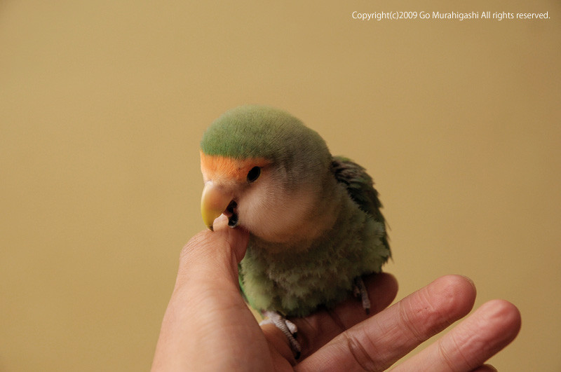 f:id:photosgo:20090119194949j:image:w400 f:id:photosgo:20090119194949j:image:w400