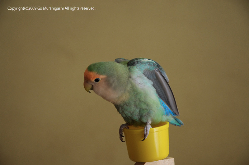 f:id:photosgo:20090315225833j:image:w400 f:id:photosgo:20090315225833j:image:w400