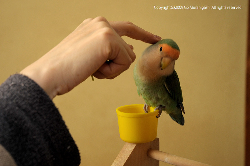 f:id:photosgo:20090318002113j:image:W400
