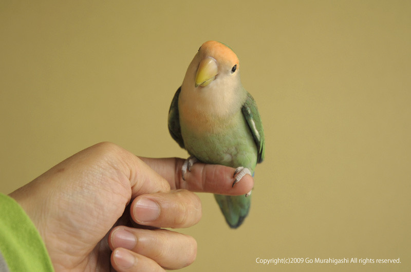 f:id:photosgo:20090502193001j:image:w400