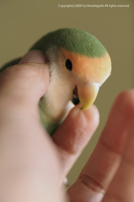 f:id:photosgo:20090507233738j:image:h400:left