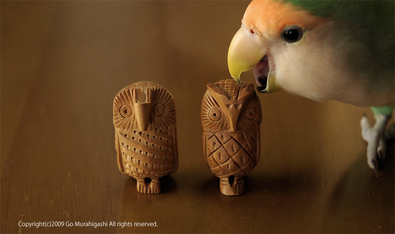 f:id:photosgo:20090511224230j:image:w400