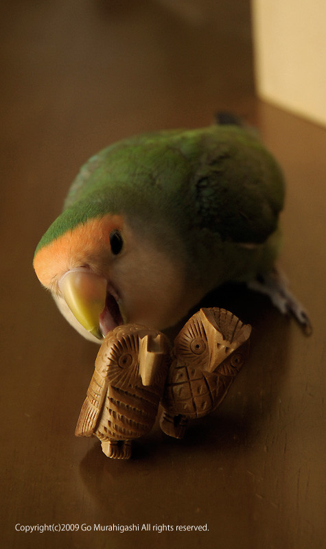 f:id:photosgo:20090511224232j:image:h400:left