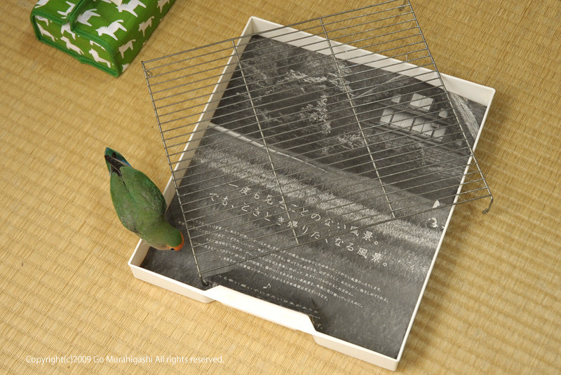 f:id:photosgo:20090515000925j:image:W400