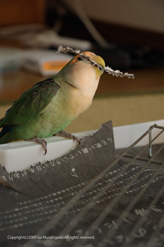 f:id:photosgo:20090515001030j:image:h400:left