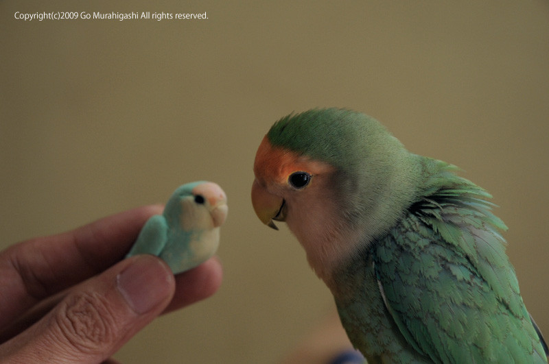 f:id:photosgo:20090518224618j:image:w420