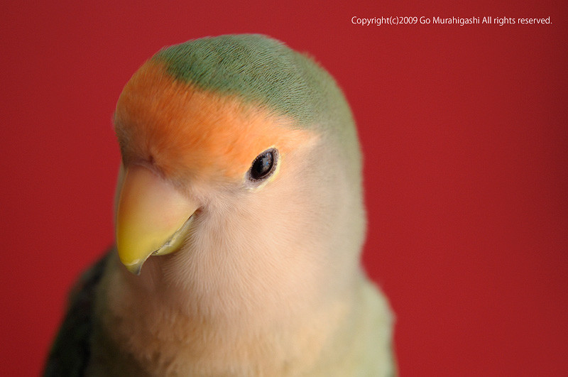 f:id:photosgo:20090520232058j:image:w430 f:id:photosgo:20090520232058j:image:w430