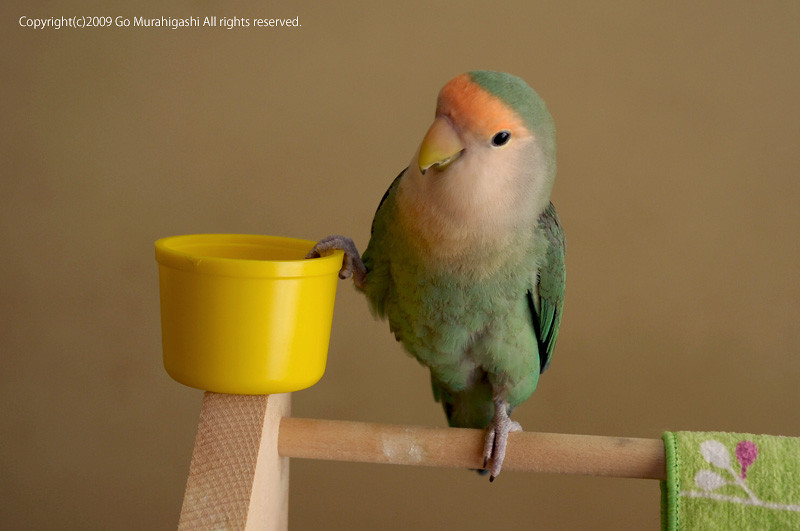 f:id:photosgo:20090525183604j:image:w430