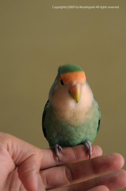 f:id:photosgo:20090525183605j:image:h400:left f:id:photosgo:20090525183605j:image:h400:left