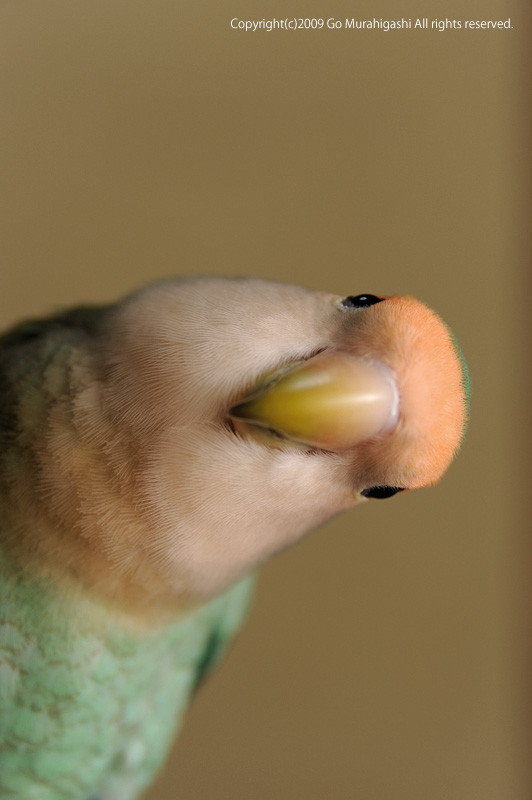 f:id:photosgo:20090708234703j:image:h400:left