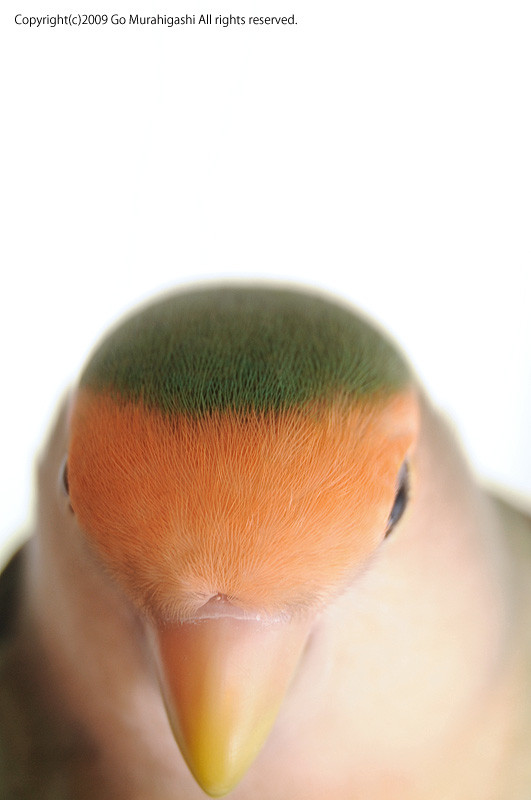 f:id:photosgo:20090723135224j:image:w350 f:id:photosgo:20090723135224j:image:w350