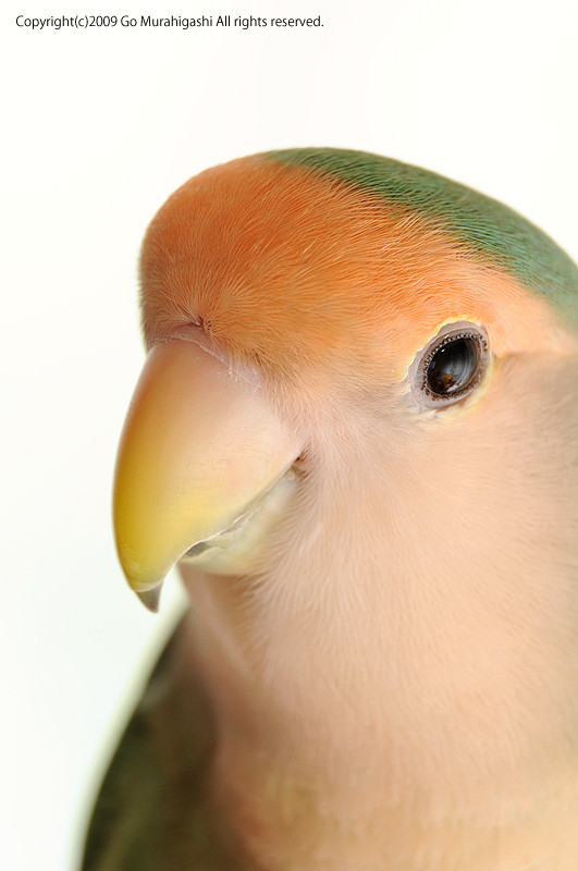 f:id:photosgo:20090723135225j:image:w350 f:id:photosgo:20090723135225j:image:w350