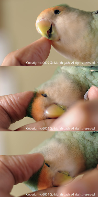 f:id:photosgo:20090724215913j:image:h600:right