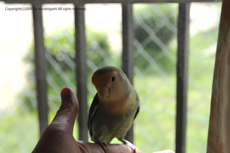 f:id:photosgo:20090729125236j:image:w450