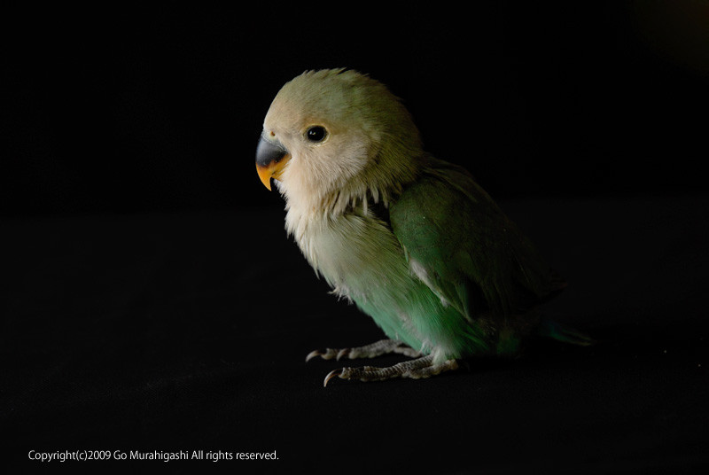 f:id:photosgo:20090829005827j:image:w450 f:id:photosgo:20090829005827j:image:w450