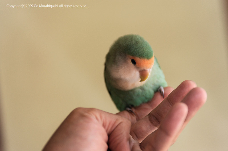 f:id:photosgo:20090901223145j:image:w450 f:id:photosgo:20090901223145j:image:w450