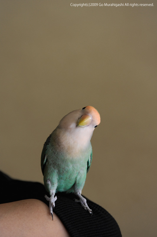 f:id:photosgo:20090911222255j:image:h400:left