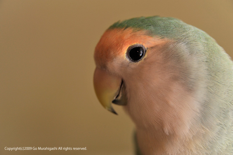 f:id:photosgo:20090920143703j:image:W450
