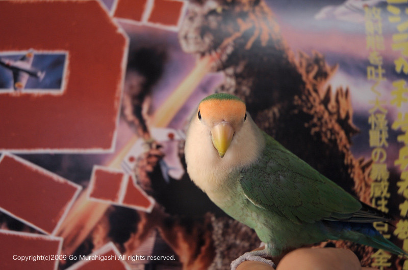 f:id:photosgo:20091006233244j:image:W450
