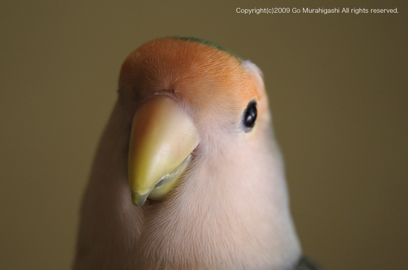 f:id:photosgo:20091201160723j:image:w450