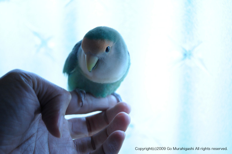 f:id:photosgo:20091203235727j:image:w450