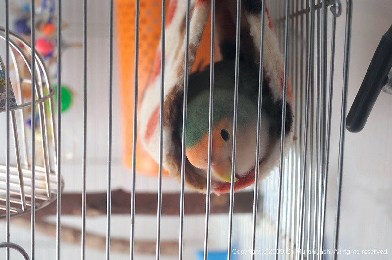 f:id:photosgo:20091205000030j:image:w450