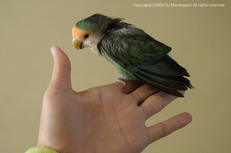 f:id:photosgo:20091213000245j:image:w450