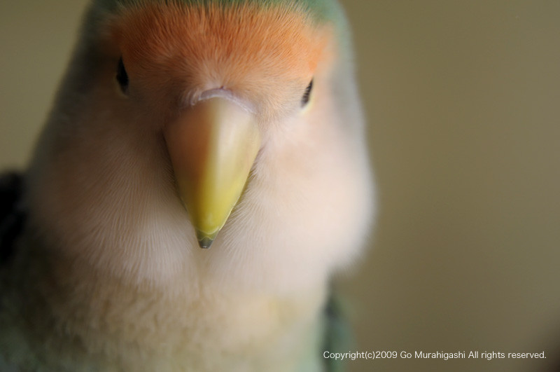 f:id:photosgo:20091217184240j:image:w450
