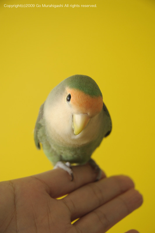 f:id:photosgo:20091220184244j:image:w400