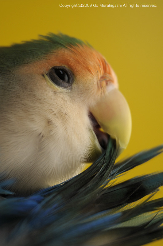 f:id:photosgo:20091222150617j:image:h400:left f:id:photosgo:20091222150617j:image:h400:left