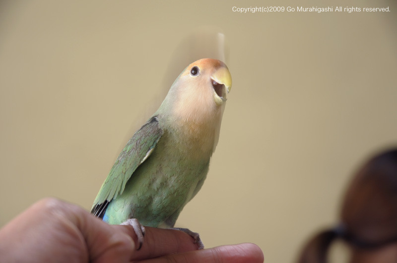 f:id:photosgo:20091226231911j:image:w450