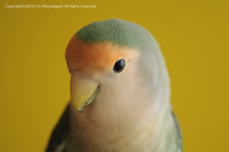 f:id:photosgo:20091231194504j:image:w450