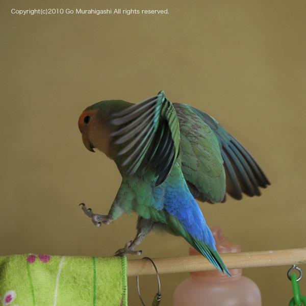 f:id:photosgo:20100105230755j:image:w450