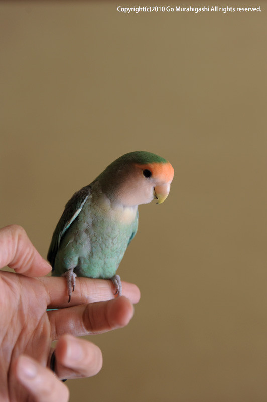 f:id:photosgo:20100202175743j:image:h400:left
