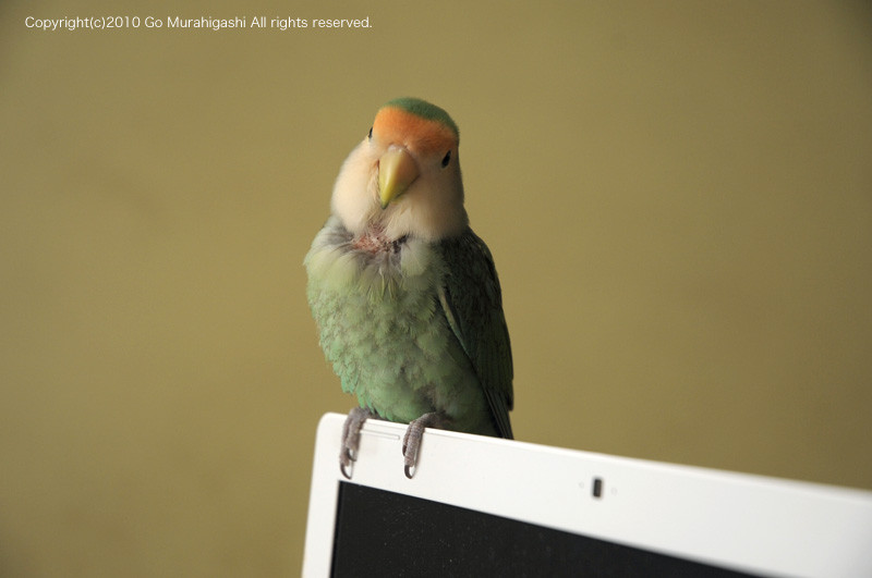 f:id:photosgo:20100301232602j:image:w450