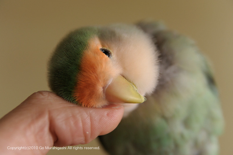 f:id:photosgo:20100601125547j:image:w450