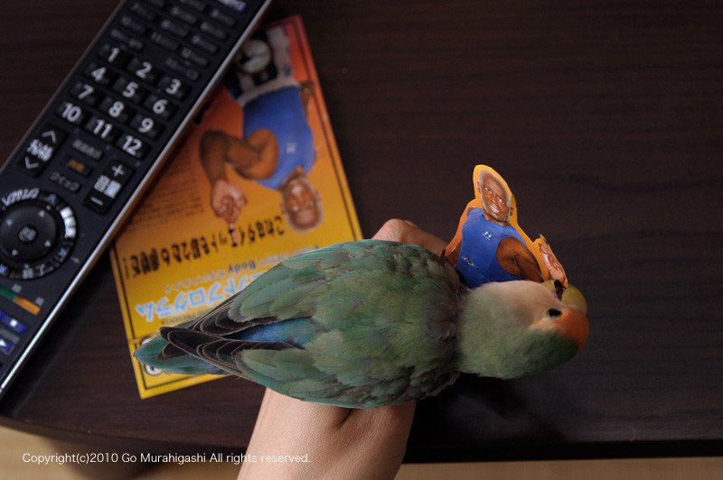 f:id:photosgo:20100610141158j:image:W450