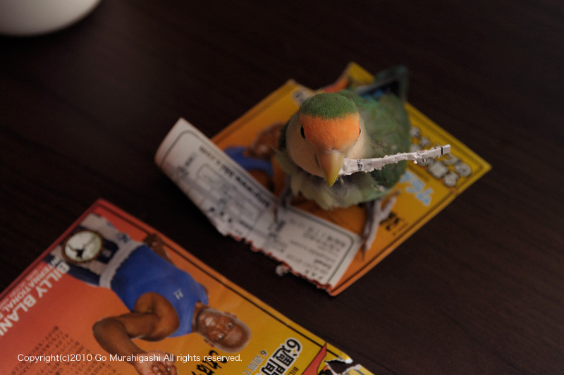 f:id:photosgo:20100610141200j:image:W450