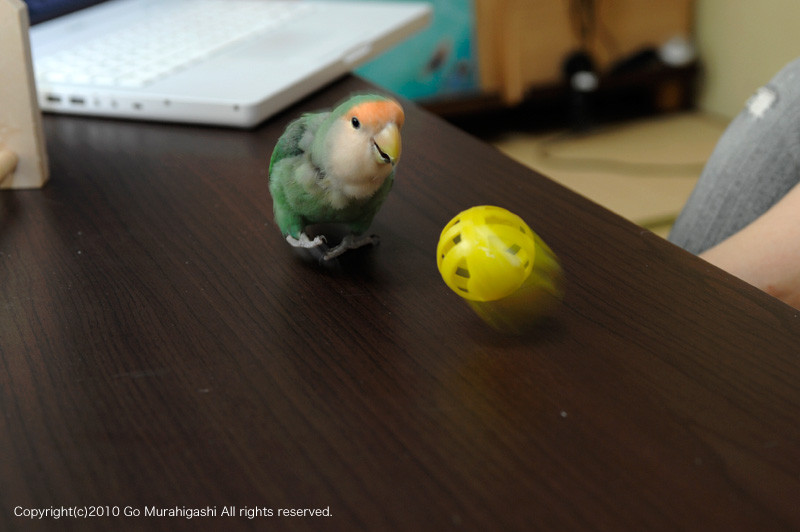 f:id:photosgo:20100710141848j:image:w450