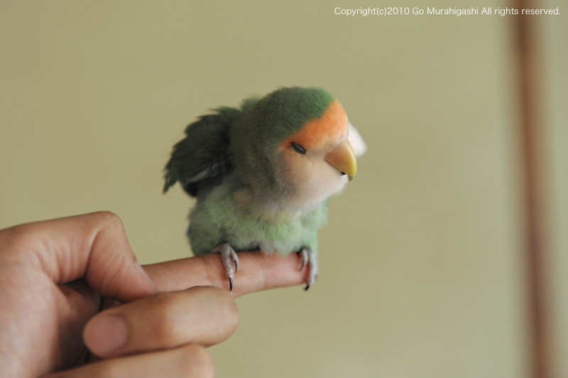 f:id:photosgo:20100714142142j:image:w450