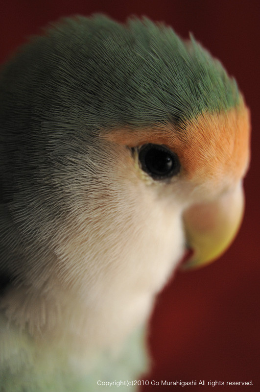 f:id:photosgo:20100728124331j:image:w450