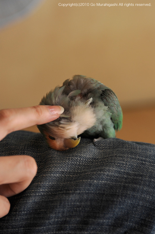 f:id:photosgo:20100912202841j:image:h400:left