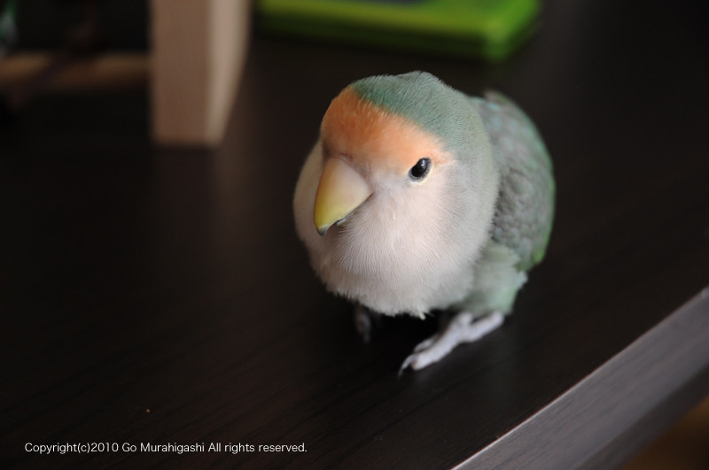 f:id:photosgo:20101002125656j:image:w450