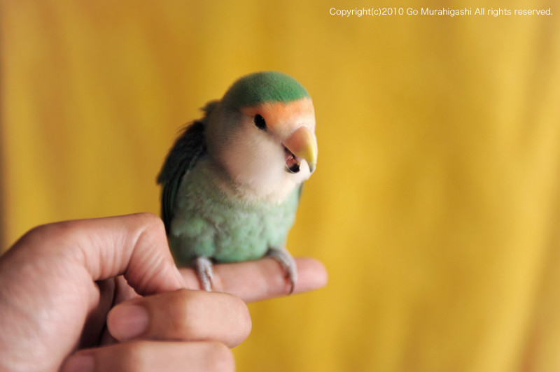 f:id:photosgo:20101006180459j:image:W450 f:id:photosgo:20101006180459j:image:W450