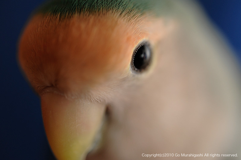 f:id:photosgo:20101020145124j:image:W450