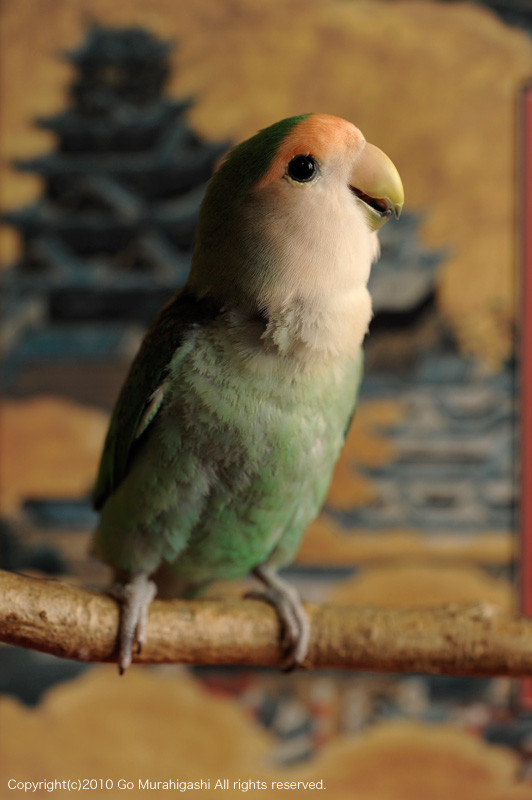 f:id:photosgo:20101021123854j:image:w450 f:id:photosgo:20101021123854j:image:w450