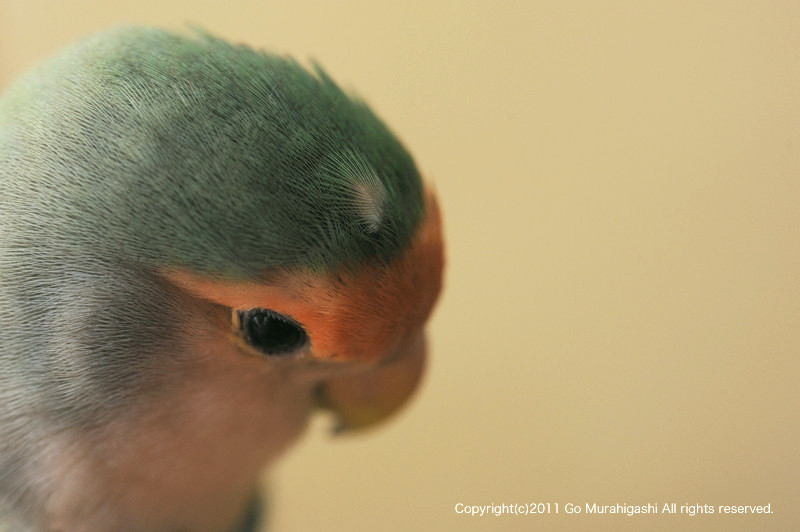 f:id:photosgo:20110209163054j:image:w450