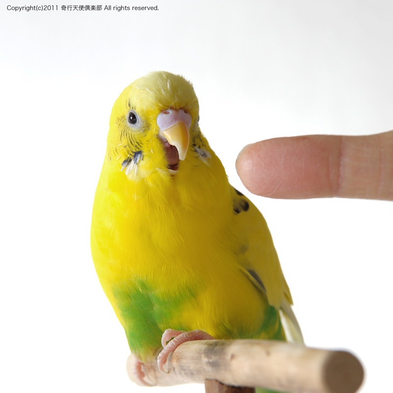 f:id:photosgo:20110313231702j:image:w450 f:id:photosgo:20110313231702j:image:w450
